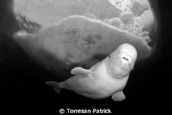 Beluga by Torresan Patrick 